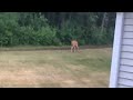 Deer infront of the forest