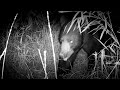 Florida Wildlife Videos: Trail Camera Pickups in the Sunshine State