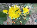 A TI ME RINDO  | Hillsong Español 【Lyrics】♫@HillsongenEspañol-vip