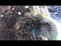 TRUCOS Para El Mejor Compost y La Tierra Más Fértil