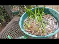 Oncidium Sphacelatum, Professional tips on Repotting and Fungus Treatment complete Guide.