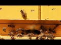 Praca i Muzyka Natury: Świat Pszczół i Śpiew Ptaków
