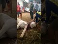 Penyembelihan Sapi Qurban dengan teknik tarik