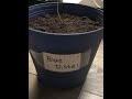 Blue Dissel Plant: Seed to Seedling