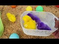 Catching chickens,cute chickens,rainbow chickens,colorful chickens,rainbow chickens,animals cute 157