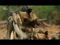 Африканские охотники 3 сезон 5 серия - Смертельные соперники