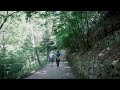 메타세콰이어 숲길에서의 여름 산책