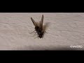 Flies crawling #insects #flies