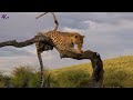 Africa Animals 4K - Vibrancy of wildlife populations | Natural Sound & Piano Music