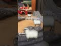 Peep peep I’m a sheep (Thomas and friends: make your short)