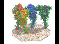 Molecular dynamics of the spike protein