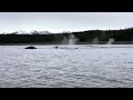 Humpback Whale Procession