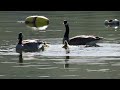 Canada geese & goslings having fun