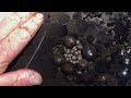 Amazing Deep Mine With Rare Pearls! AMAZING Cave Pearl Finds!