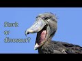 Shoebill Stork | Stork or Dinosaur???