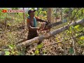 Kecil tapi mahal, kayu jati di tanah berbatu kelas super