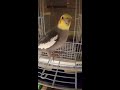 オカメインコの｢幸せなら手をたたこう｣