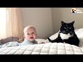 Cat Jumps Into Baby Brother's Crib Every Morning | The Dodo