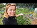 Tackling My Most Hated Allotment Task (It's Probably Yours Too!)