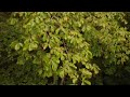 Beech and bluebells