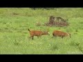 Animals of South America 4K - Scenic Wildlife Film With Calming Music