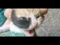 Baby Kittens pee and poop - Teething in kittens-0 to 2 Weeks old kittens -Kitten  care