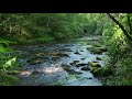 Sonidos del Bosque - Relajarse - Sonidos de la Naturaleza