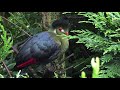 Breeding Finch and Softbills | Bird aviary | Aviary birds | S1:Ep8