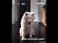Samoyed Puppy's First Time...