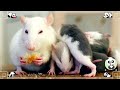 Funny Animal Sounds Around Us: Chipmunk, Hamster, Hedgehog - Animal Moments