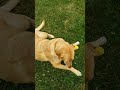 Random dog video