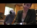 First Day With Bean The Terrified African Grey