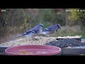 Blue Jay Calling - Food Call