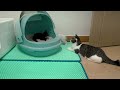 The Rescued Kitten Got Really Surprised by the Big Cat's Love Expression │ Episode.91