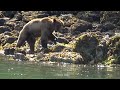 Epic Bear Fight - EXTENDED EDITION - more footage added to beginning and end of the fight.