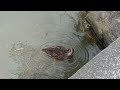 鯉とカモ（西宮神社）【兵庫県】