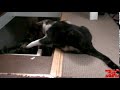 Cat Pushes Another Cat Down A Loft Ladder