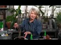 Martha Stewart on keeping houseplants