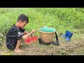 Daily life of an orphan boy khai in the countryside, Harvest snails catch fish and frogs to sell