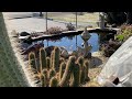 Poots Cactus