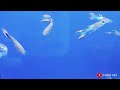 Relaxing music ikan hias yang cantik dan lucu