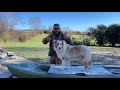 Australian Shepherd Training | The Square Peg Round Hole Problem