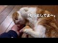 【おとぼけ猫】主を忘れてしまったスコティッシュ猫が靴下の匂いで思い出す！！主と猫のドキュメンタリーw