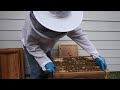 Bee Hive Inspection - Full Hive