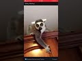 What it’s like owning a lemur.