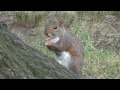 Squirrel in centralpark