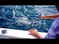 Monster Fish Hunting | Maldives | M4 Tech |