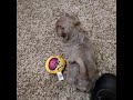 Puppies  playing