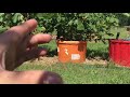 🍎HOW TO GROW FRUIT TREES IN CONTAINERS 🌲CONTAINER FIGS 🍇 CONTAINER CITRUS🍋 CONTAINER BLACKBERRIES 🍇