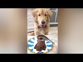 Dog||funny videos|| Dog cake 🍰🍰🍰🍰|| surprise 🎉🎉🎉||